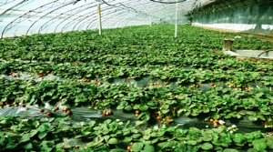 草莓温室大棚